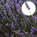 Afbeelding van Lavendel P12 angustifolia  Bleu "Geen bloei"